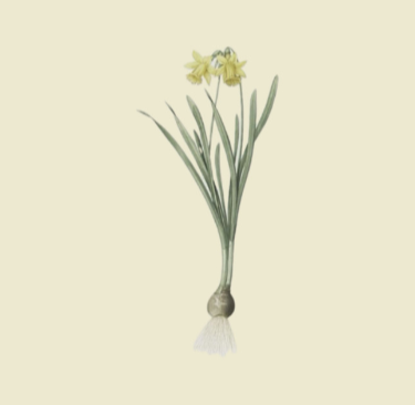 unnamed image